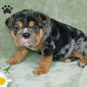 Beau, Miniature Bulldog Puppy